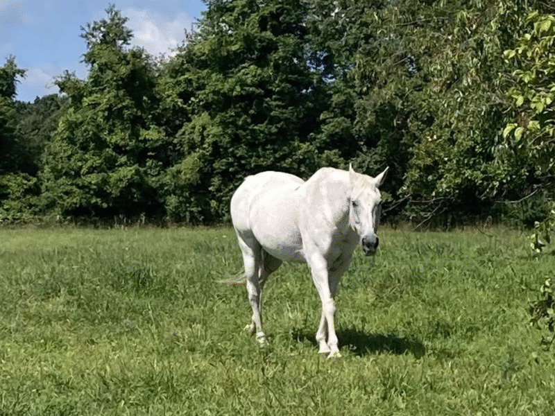 Fair Haven Farms